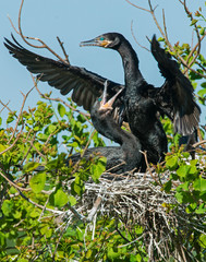 Double Crested Cormorant nest