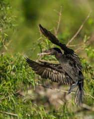 Double Crested Cormorant in flight