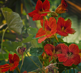 Red nasturtium on green leaves background.