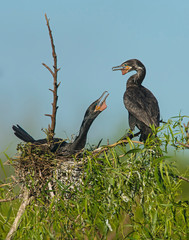 Double Crested Cormorant nest