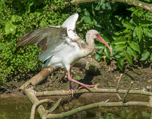 Immature White Ibis