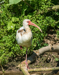 Immature White Ibis