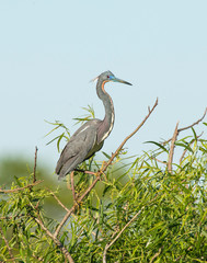 Tri-colored Heron