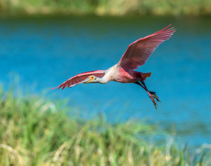 Roseat Spoonbill in flight