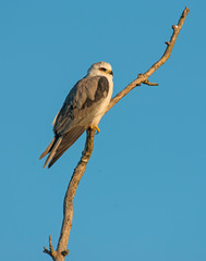 White-tailed Kite