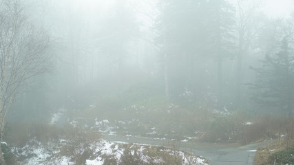 Beautiful forest on mountain with snow and fog