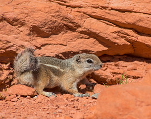 Golden Mantled Ground Squirrel