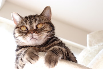 視線上強面猫アメリカンショートヘアー