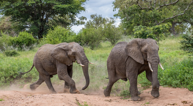 Two African elephants isolated running in a dry river bed image in horizontal format