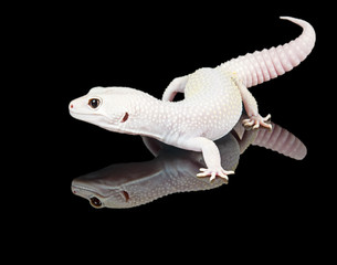Albino Leopard gecko reflection