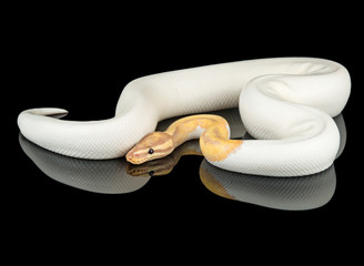 Banana Piebald Ball Python