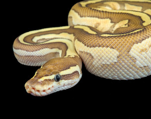 Nuclear BAll Python