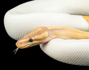 Banana Piebald Ball Python