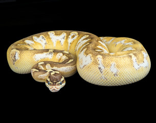 Butter Pastel Calico Ball Python