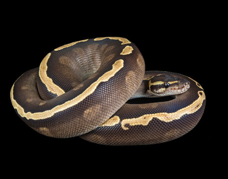 Mojave GHI Ball Python