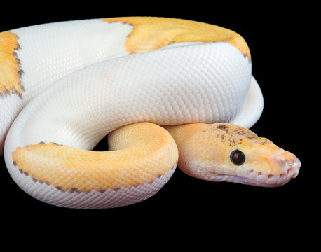 Champagne Fire Ball Python
