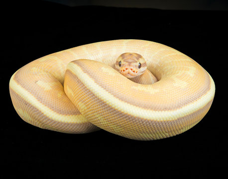Banana Super Stripe Ball Python