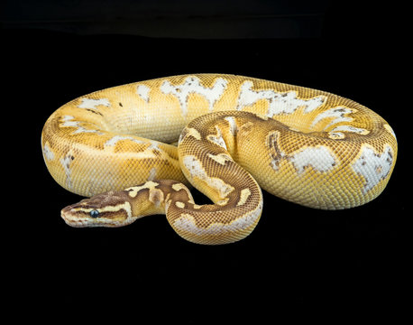 Butter Pastel Calico Ball Python