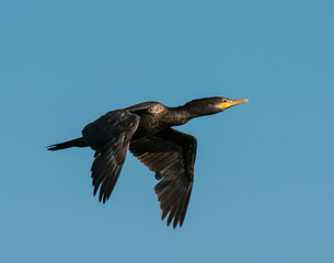 Double crested Cormorant in flight