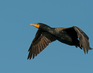 Double crested Cormorant in flight