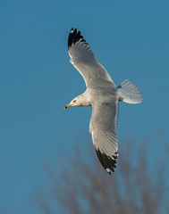 Ring-billed Gull in flight