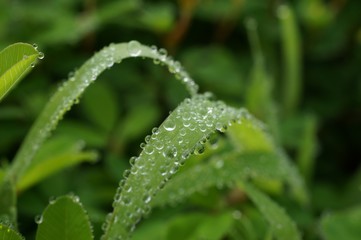 morning dew