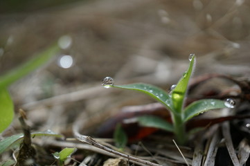 morning dew