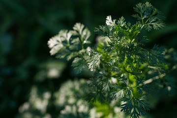 Fototapeta premium coriander