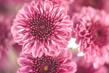 Pink chrysanthemum. Beautiful pink flowers bouquet close up with soft blur background