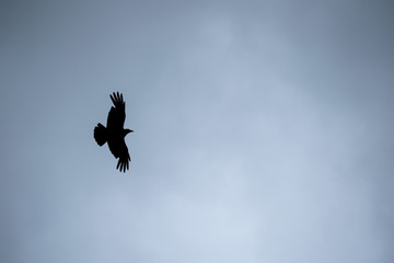 silhouette of an eagle cloudy sky