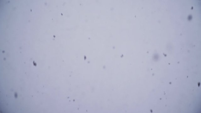 Close-up Fall from the sky, large flakes of snow. Winter weather. Cold. On a monophonic background
