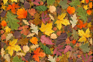Naklejka na ściany i meble Autumn background. Collage of dry autumn leaves