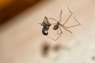 spider trapping a prey , on a wall       