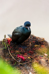 Nesting black cormorant bird with blue eyes sitting by the water at the rocky cliffs of La Jolla Cove, San Diego, California