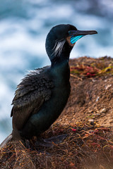 Nesting black cormorant bird with blue eyes sitting by the water at the rocky cliffs of La Jolla Cove, San Diego, California