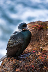 Nesting black cormorant bird with blue eyes sitting by the water at the rocky cliffs of La Jolla Cove, San Diego, California