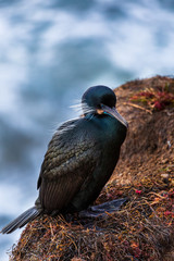 Nesting black cormorant bird with blue eyes sitting by the water at the rocky cliffs of La Jolla Cove, San Diego, California