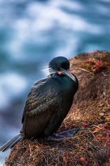 Nesting black cormorant bird with blue eyes sitting by the water at the rocky cliffs of La Jolla Cove, San Diego, California