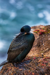 Nesting black cormorant bird with blue eyes sitting by the water at the rocky cliffs of La Jolla Cove, San Diego, California