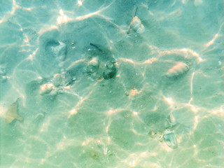 closeup and crop Sea water reflection and little shells background