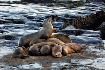 Group of cute cuddling sea lions on the beach by the water of La Jolla Cove, San Diego, California