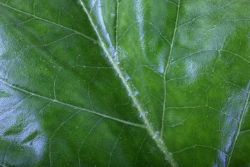 Tobacco leaf background