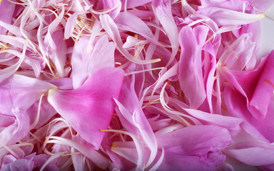 Peony petals background