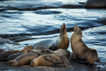 Group of cute cuddling sea lions on the beach by the water of La Jolla Cove, San Diego, California