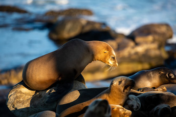Group of cute cuddling sea lions on the beach by the water of La Jolla Cove, San Diego, California