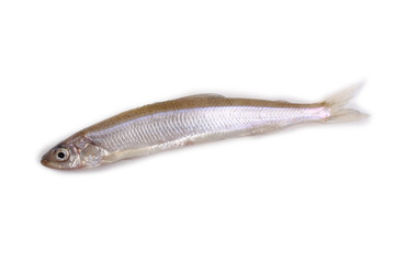 Smelt fish isolated on white. Pacific smelt variety