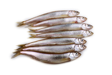 Smelt fish isolated on white. Pacific smelt variety
