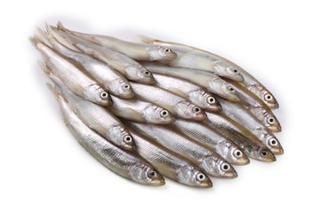 Smelt fish isolated on white. Pacific smelt variety