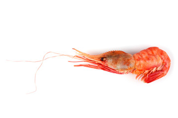 Big shrimp isolated on white