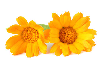 Calendula isolated on white